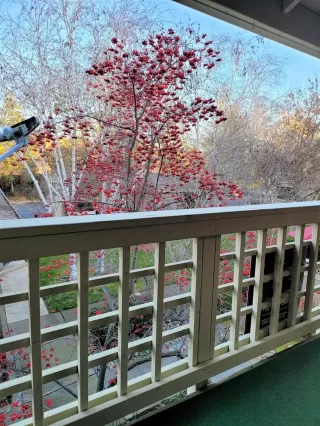 Photo #5: 20078761 Listing 