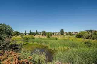 Photo #4: 221011053 Listing