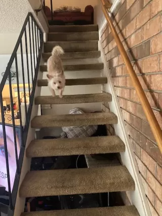 Photo #6: 221147316 Listing 