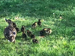 Photo #4: 223053855 Listing