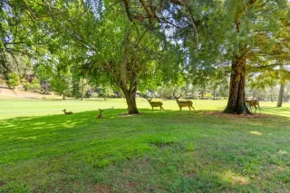 Photo #6: 223077107 Listing 