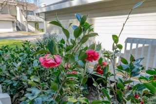 Photo #1: 225116852 Listing