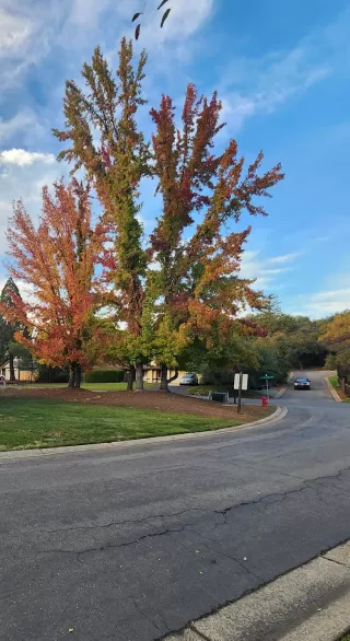 Photo #2: 225137401 Listing