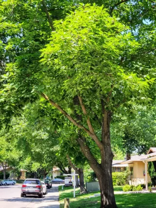 Photo #4: 225147586 Listing 