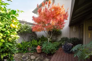 Photo #2: 225149431 Listing 