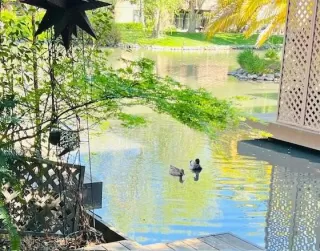 Photo #1: 226036889 Listing